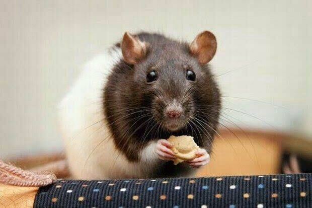 Imagem do Rato Twister